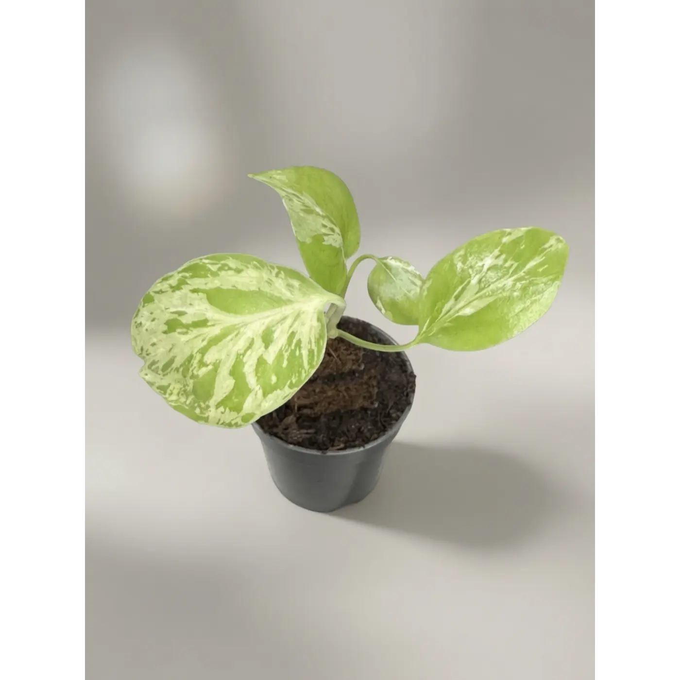 Monstera  Bulbasaur New Variety (A new cross from the Thai Constellation) - 2 Inch Pot Rare Variegated Houseplant