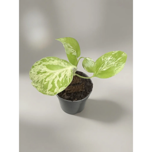 Monstera  Bulbasaur New Variety (A new cross from the Thai Constellation) - 2 Inch Pot Rare Variegated Houseplant
