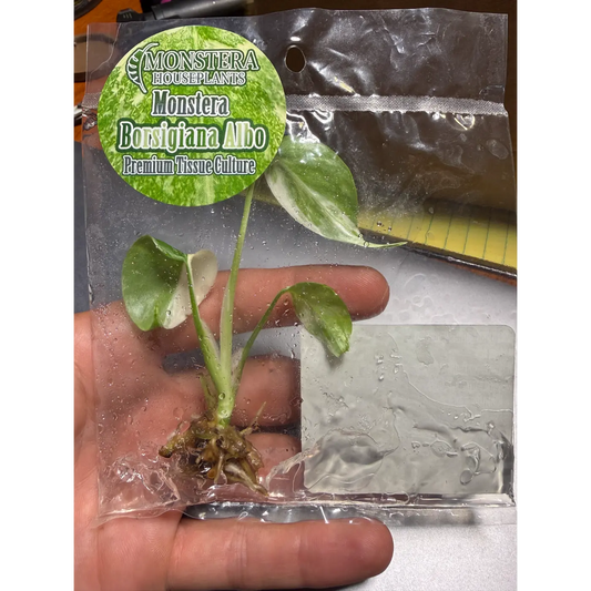 Monstera Borsigiana Albo Tissue Culture Tissue Culture - Rare Stable Variegated Plantlet