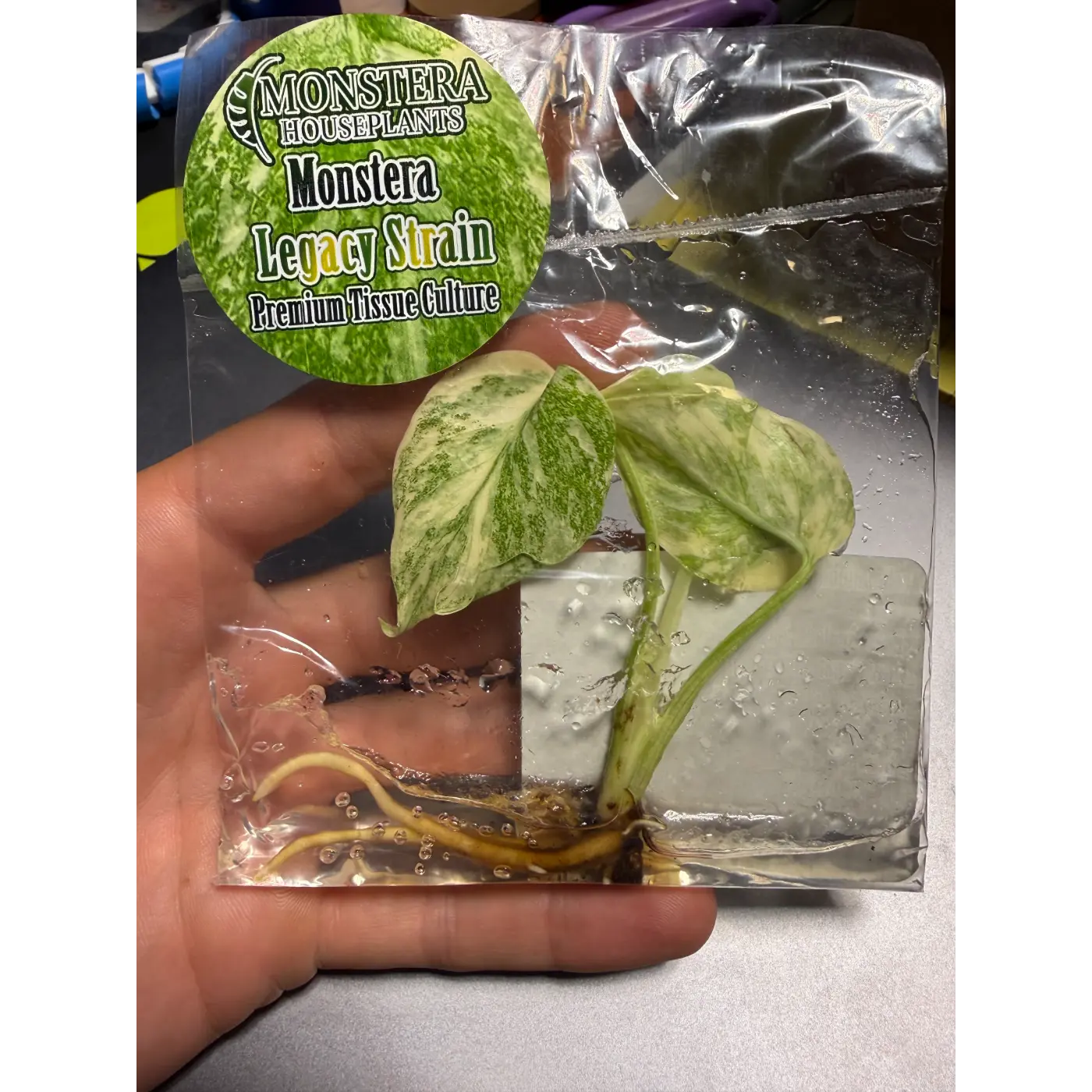 Monstera Legacy Strain Tissue Culture - Rare Stable Variegated Plantlet
