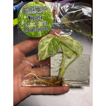 Monstera Legacy Strain Tissue Culture - Rare Stable Variegated Plantlet