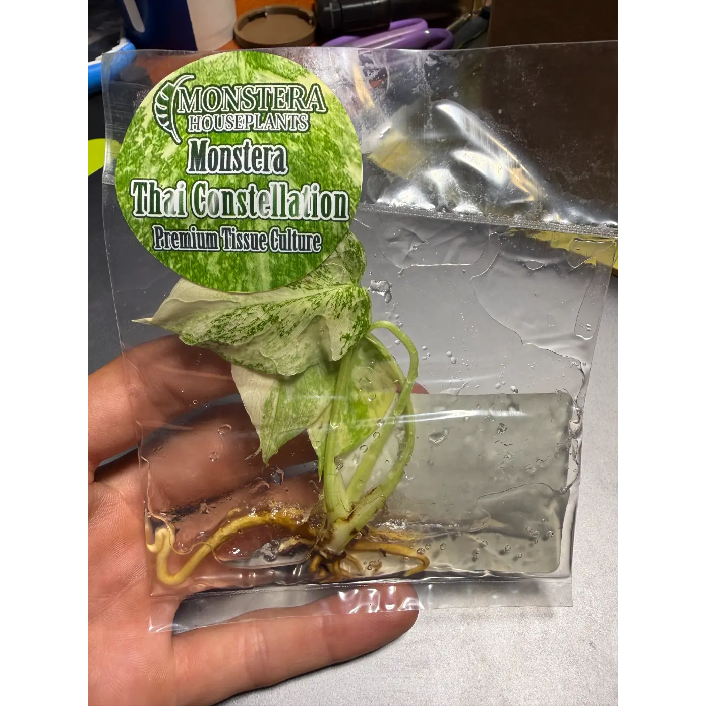 Monstera Thai Constellation Tissue Culture