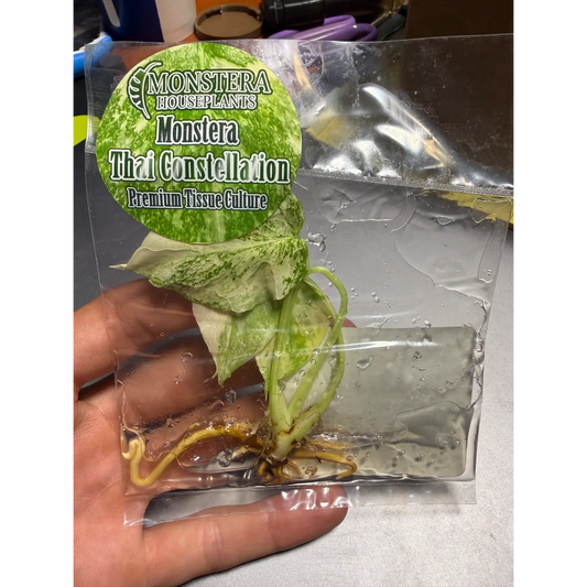 Monstera Thai Constellation Tissue Culture