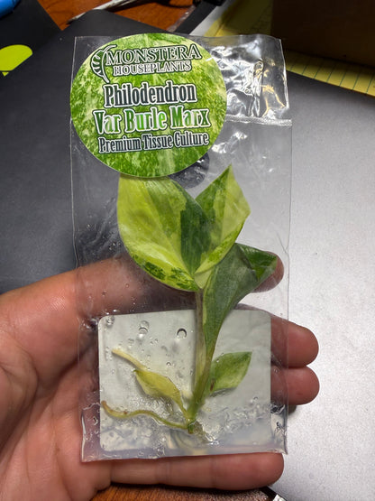Variegated Burle Marx Philodendron Tissue Culture