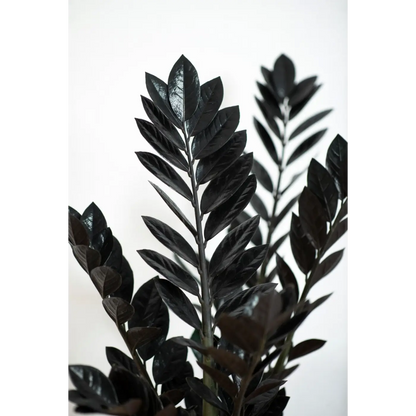 Black Raven ZZ Medium