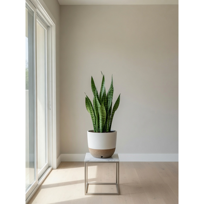 Green Snake Plant Medium