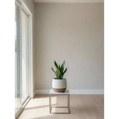 Green Snake Plant Small