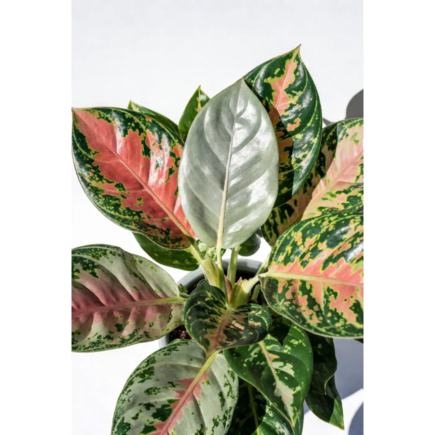 Red Anthurium Small