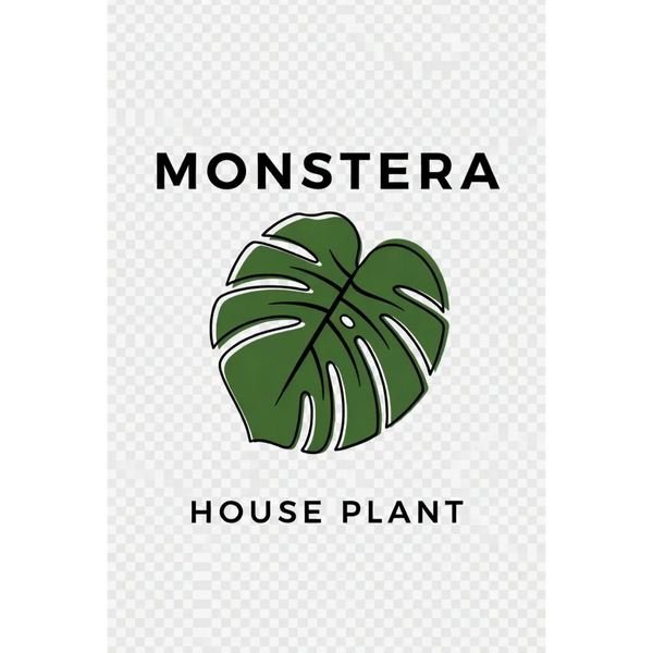 Monstera Houseplants