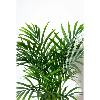Parlor Palm Medium