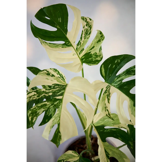 Monstera  Cream Cheese New Variety (A new cross from the Thai Constellation) - 2 Inch Pot Rare Variegated Houseplant