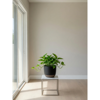 Golden Pothos Small