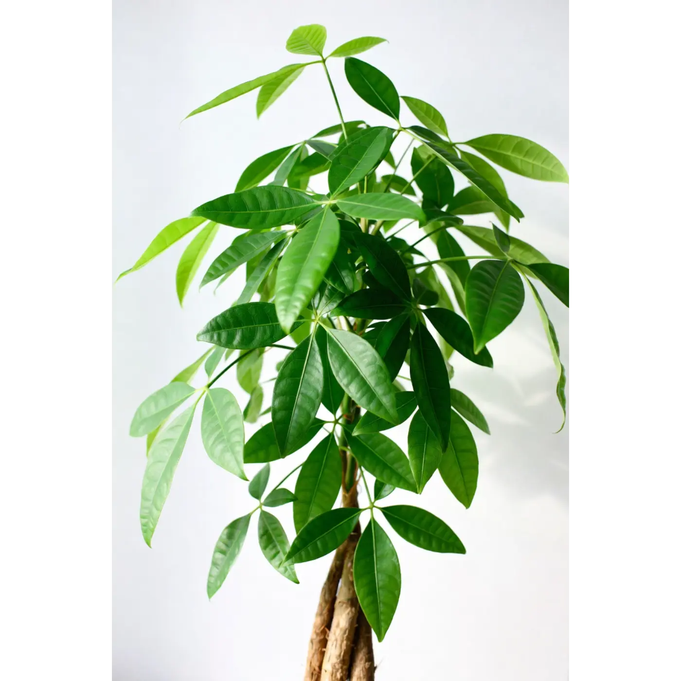 Money Tree Medium