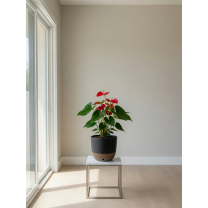 Schefflera Small