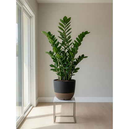 ZZ Plant Large