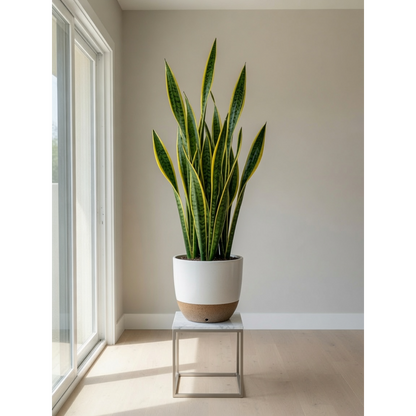 Golden Snake Plant Large