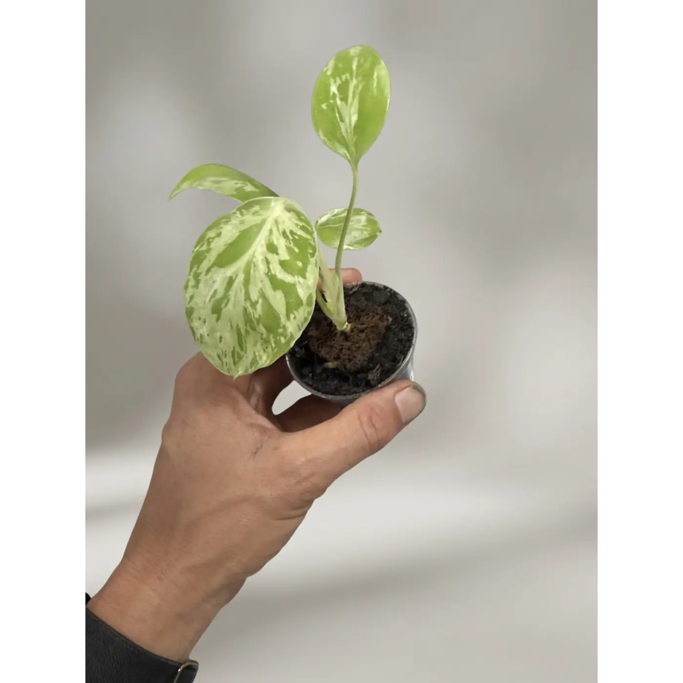 Monstera  Bulbasaur New Variety (A new cross from the Thai Constellation) - 2 Inch Pot Rare Variegated Houseplant