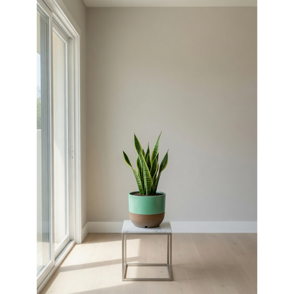 Green Snake Plant Small