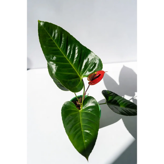 Schefflera Small