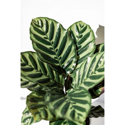 Rattlesnake Calathea Medium