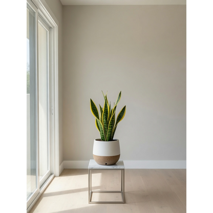 Golden Snake Plant Small